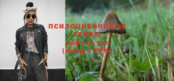 PSILOCYBIN Дмитров
